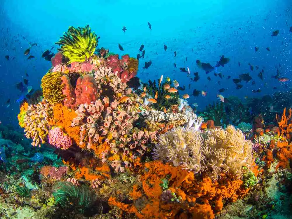 Batangas City Guides 